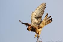 Turmfalke